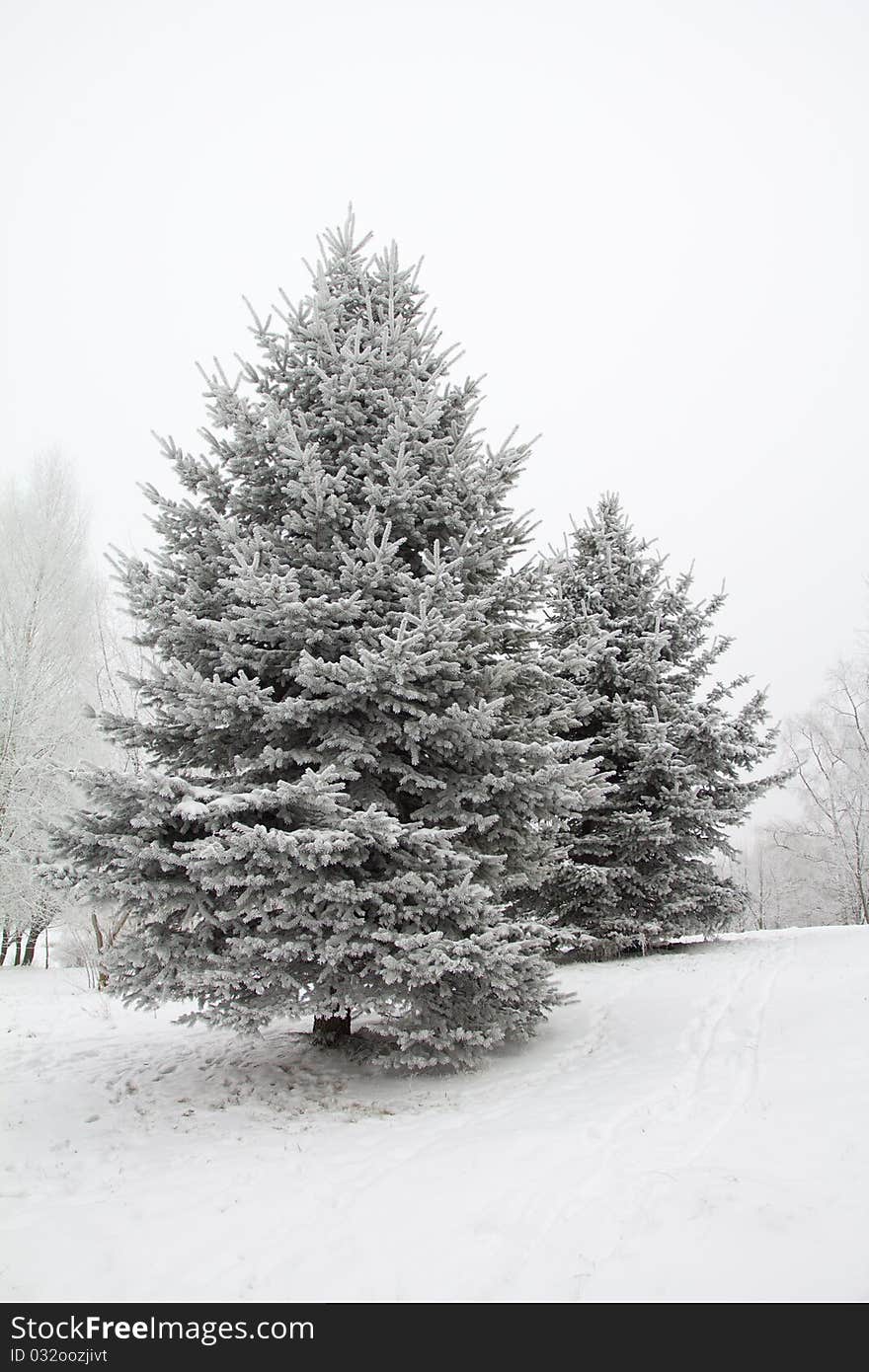 Fir trees in hoarfrost