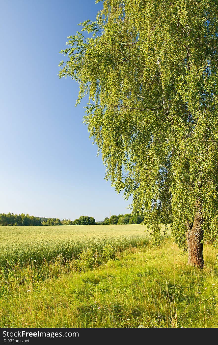 Lonely birch in field