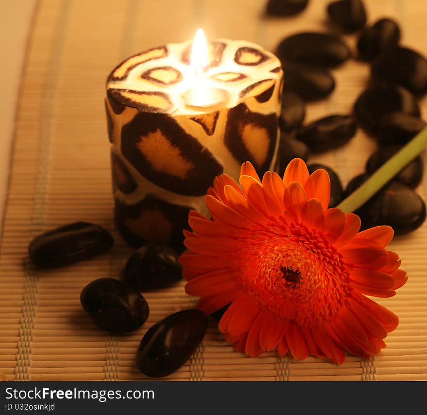 Leopard colored candle and red gerbera. Leopard colored candle and red gerbera