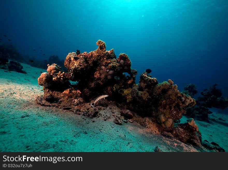 Ocean, coral and fish in the Red Sea.