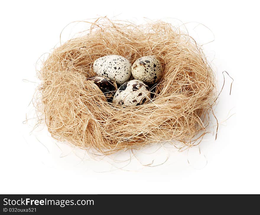 Four quail eggs in a nest