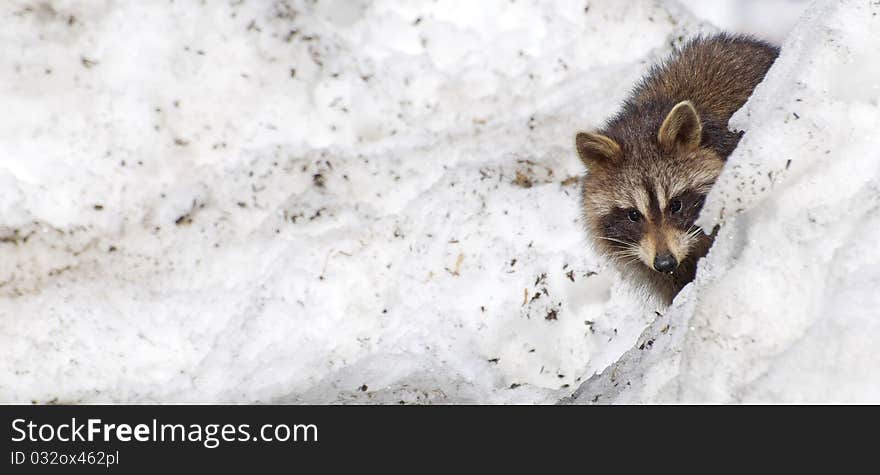 An adorable wild baby raccoon peeks out from behind a snow bank with copy space. An adorable wild baby raccoon peeks out from behind a snow bank with copy space.