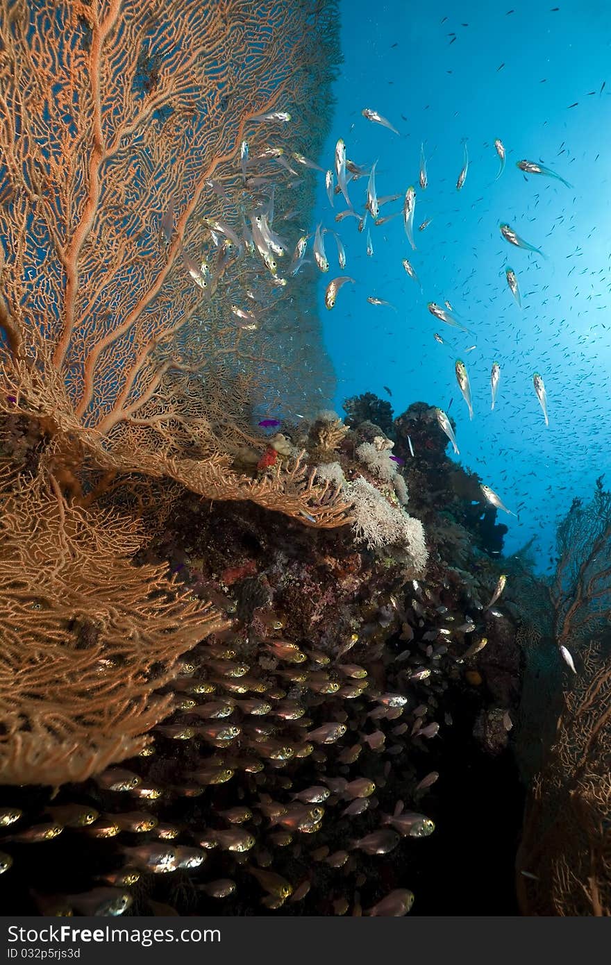 Seafan and ocean in the Red Sea. Seafan and ocean in the Red Sea.