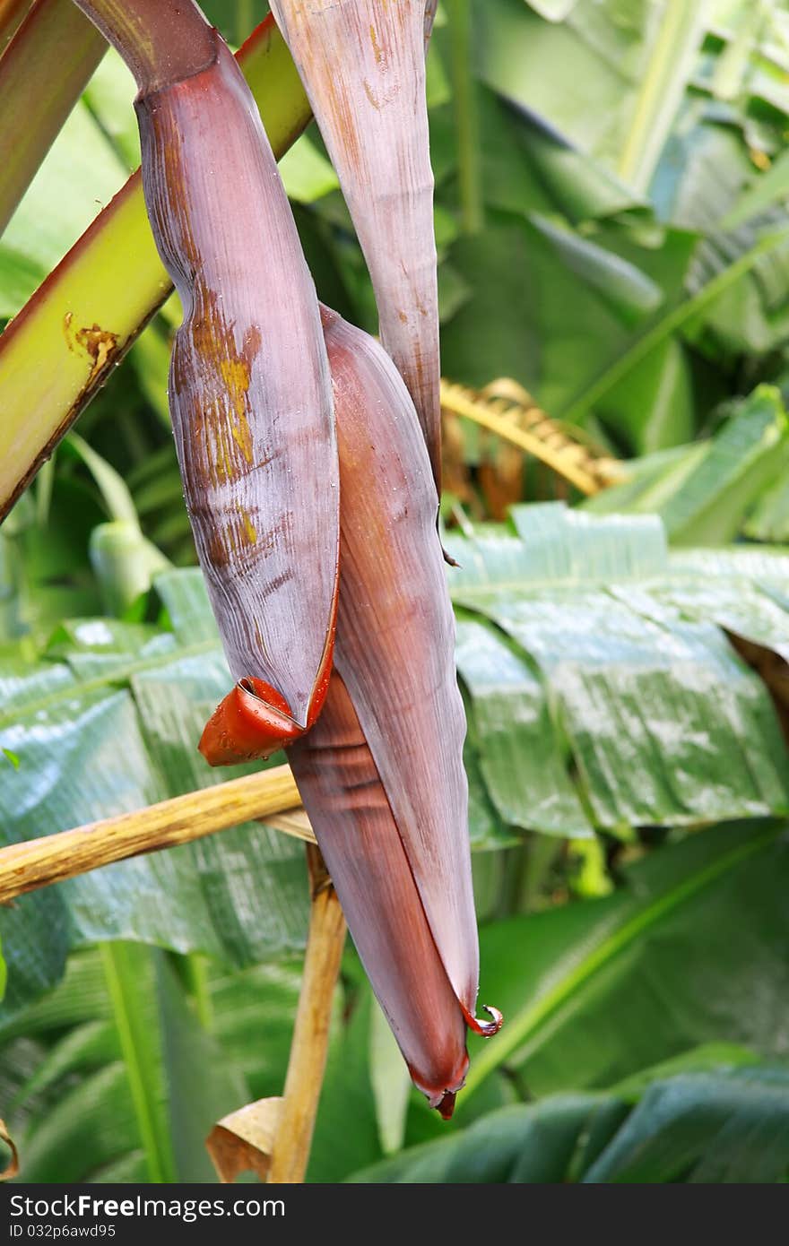 Close up of banana buds. Close up of banana buds