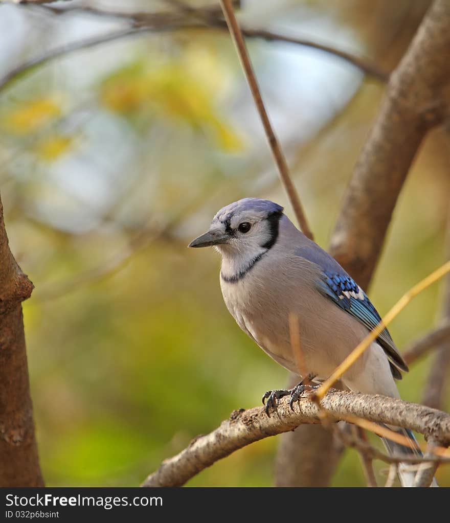 Blue jay, cyanocitta cristata, perched on a tree branch