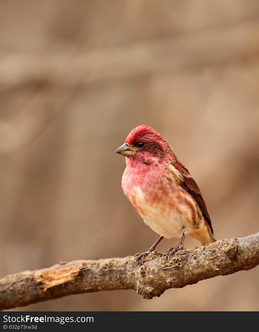 House Finch, Carpodacus mexicanus