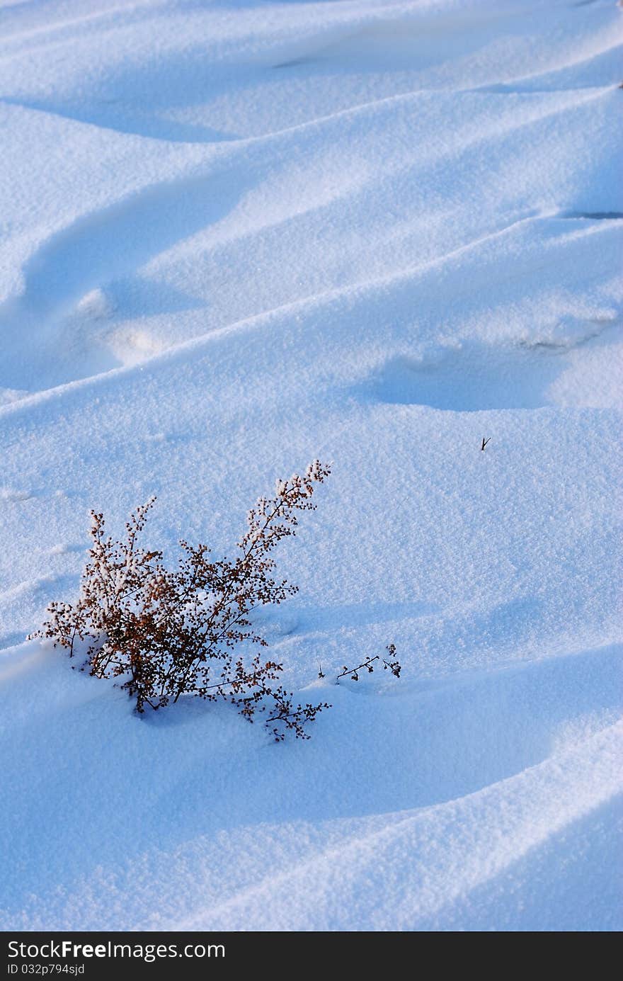 The strength of the life - In the white icy world, a bundle of the weed are standing still in the frozen river bank, showing the gentle morning sunlightã€‚. The strength of the life - In the white icy world, a bundle of the weed are standing still in the frozen river bank, showing the gentle morning sunlightã€‚