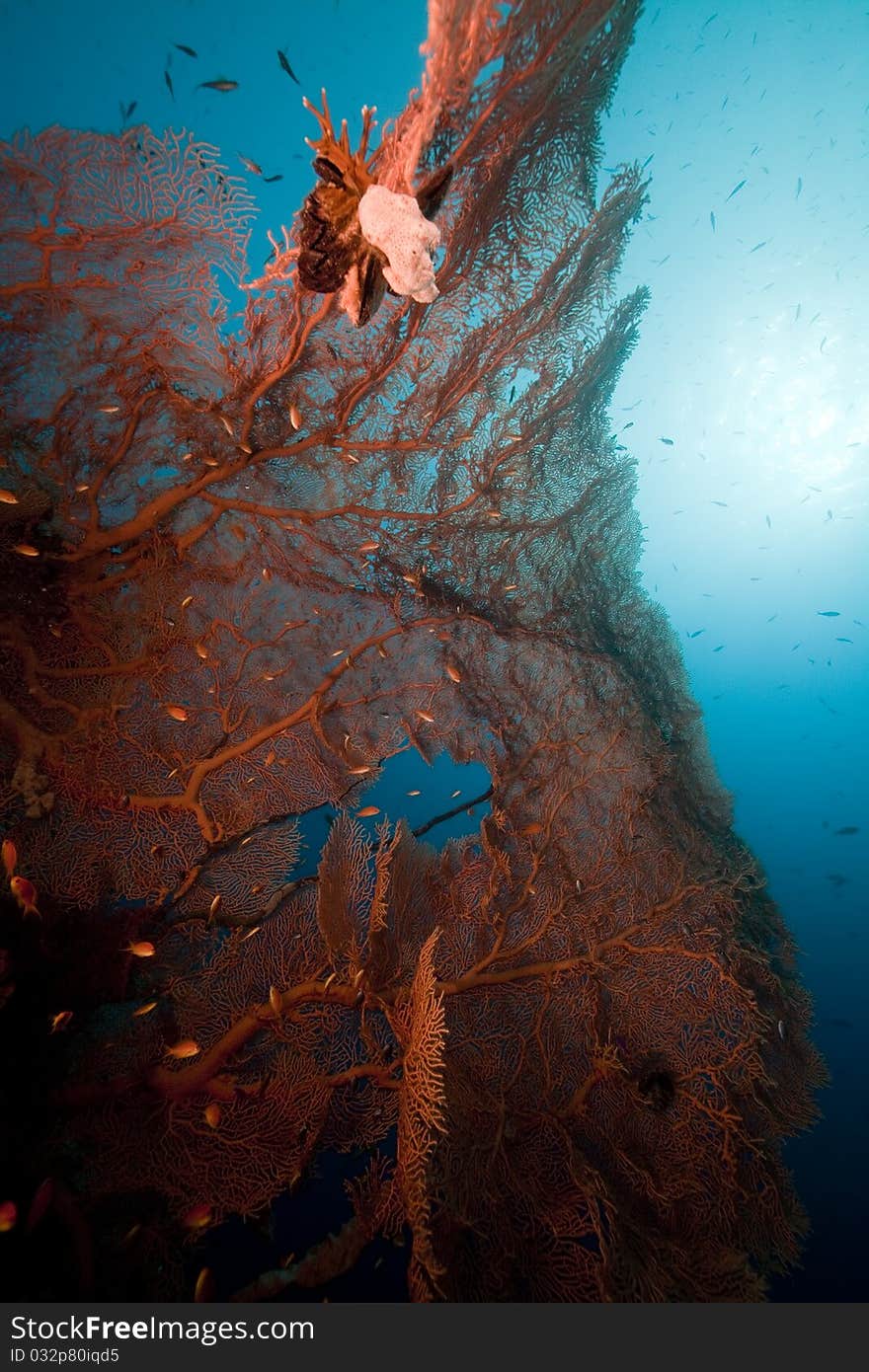 Seafan and ocean in the Red Sea. Seafan and ocean in the Red Sea.