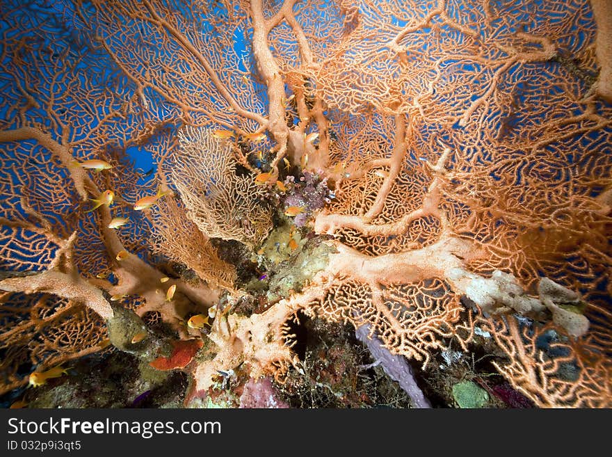 Seafan and ocean in the Red Sea. Seafan and ocean in the Red Sea.