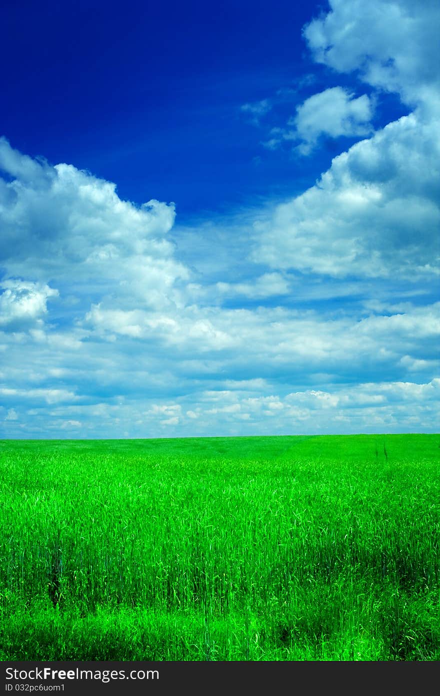 Field of wheat and sky with clouds