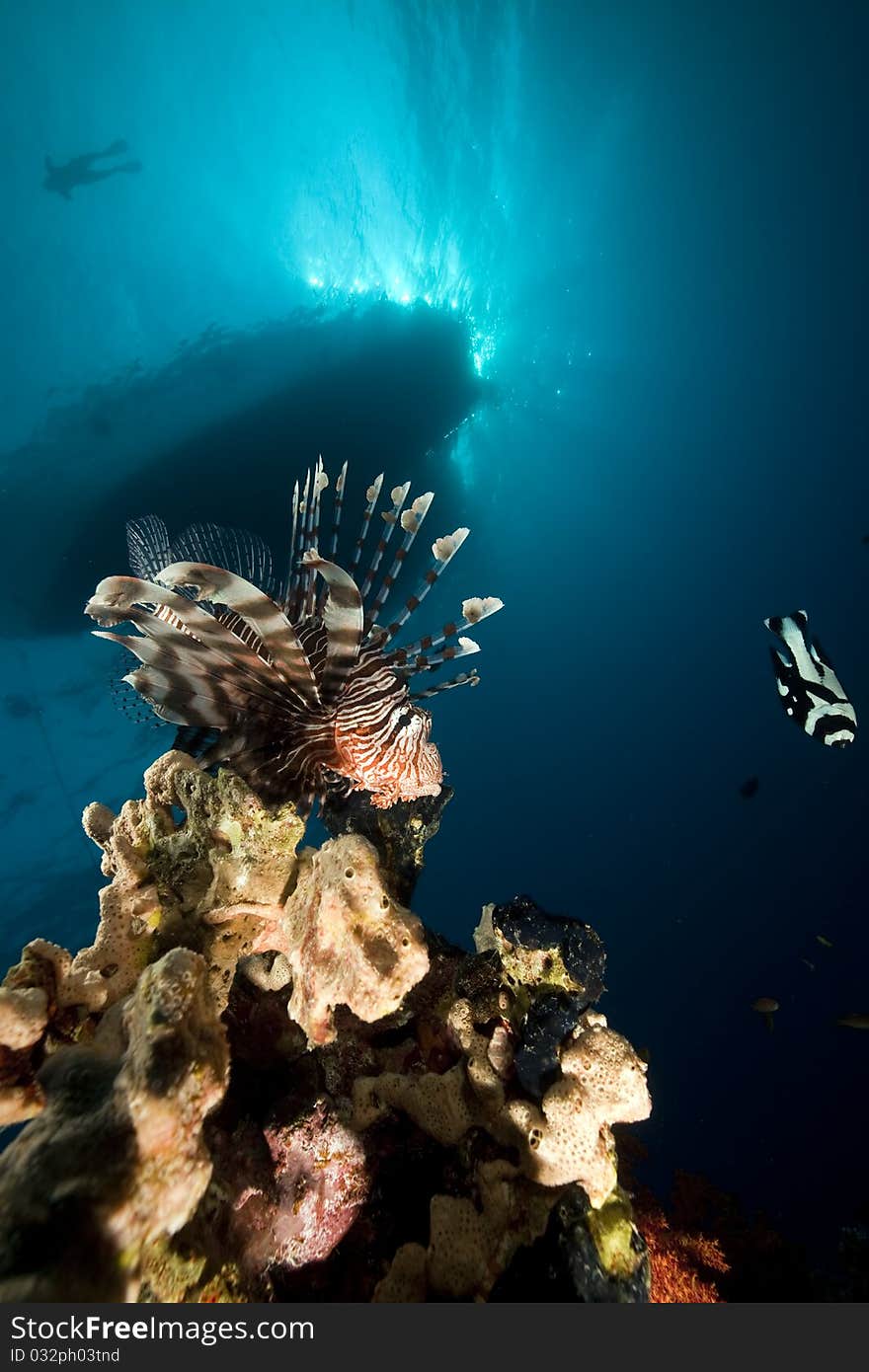 Lionfish and ocean in the Red Sea. Lionfish and ocean in the Red Sea.