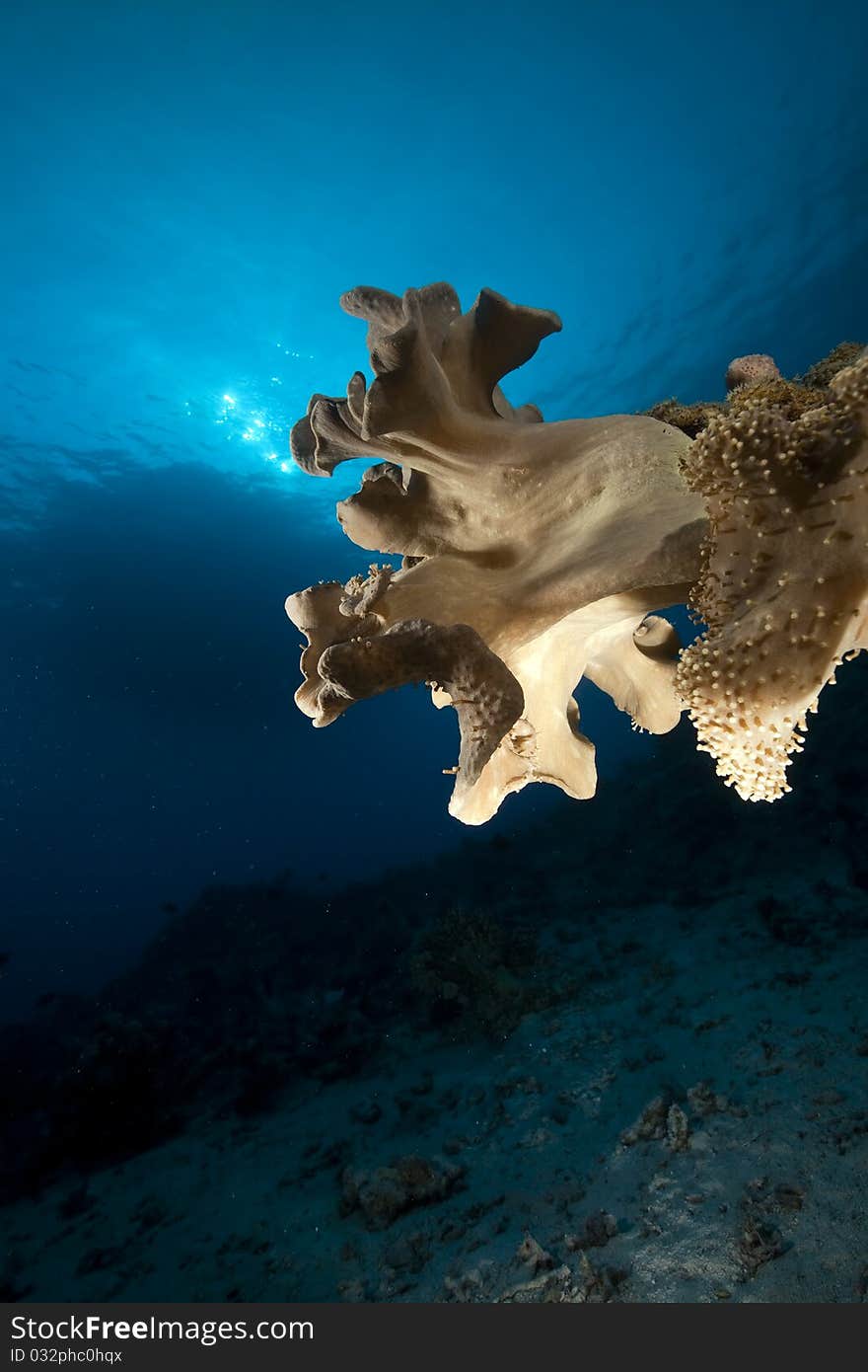 Soft coral and ocean in the Red Sea. Soft coral and ocean in the Red Sea.