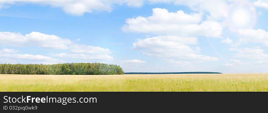 Yellow grass field near forest edge. Day. Landscape. Hi resolution.