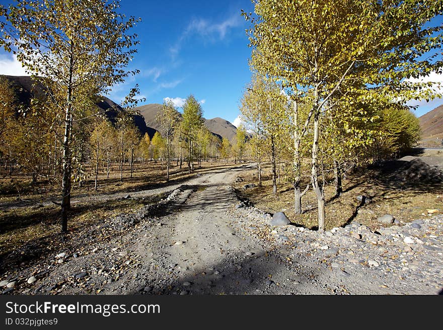 Poplar trees