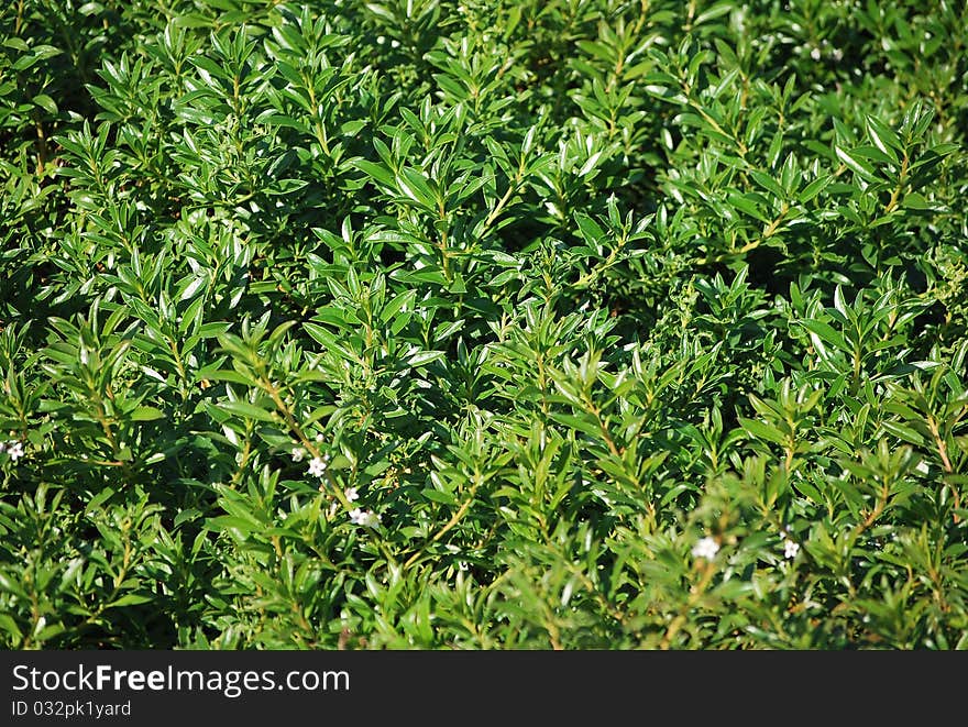 Leaves of plants as a natural green background.