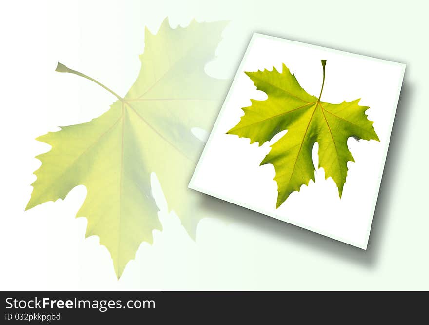 Gold one maple leaf isolated