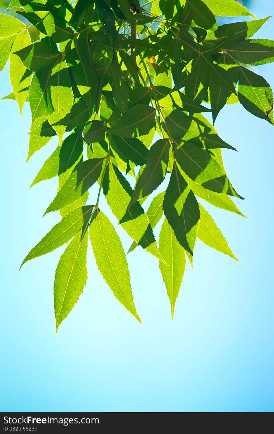 Green Leafe In Sunny Day.