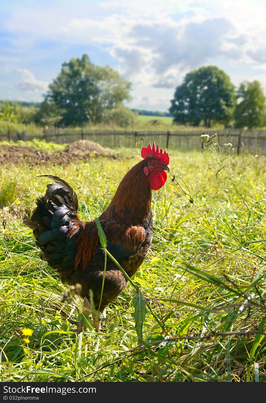 Proud red rooster in green grass field.