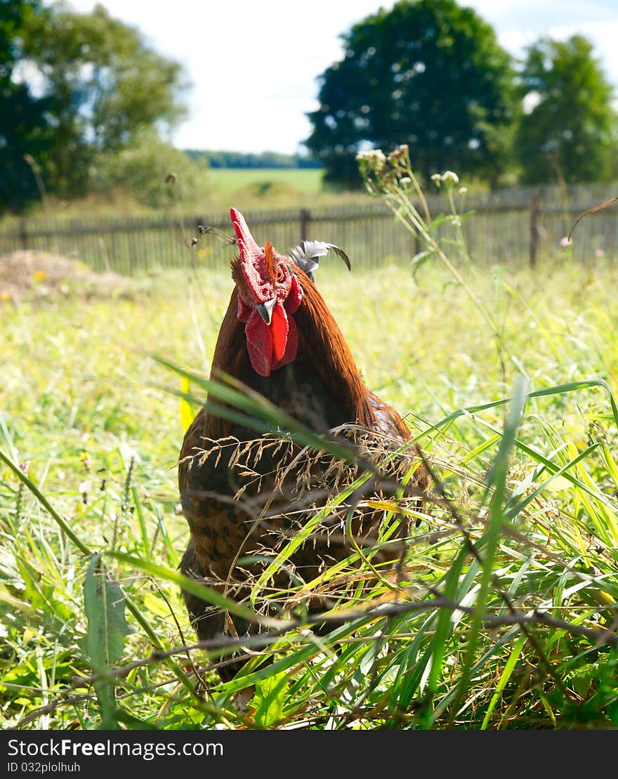 Proud Red Rooster In Green Grass Field.