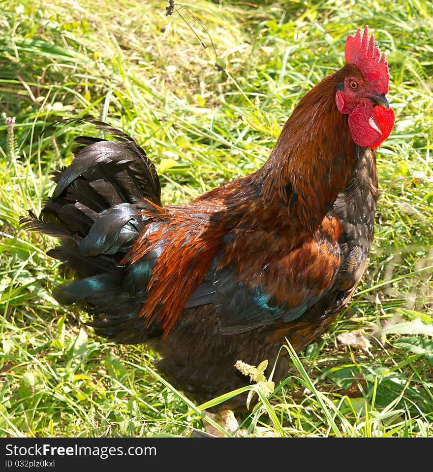 Proud red rooster in green grass field.