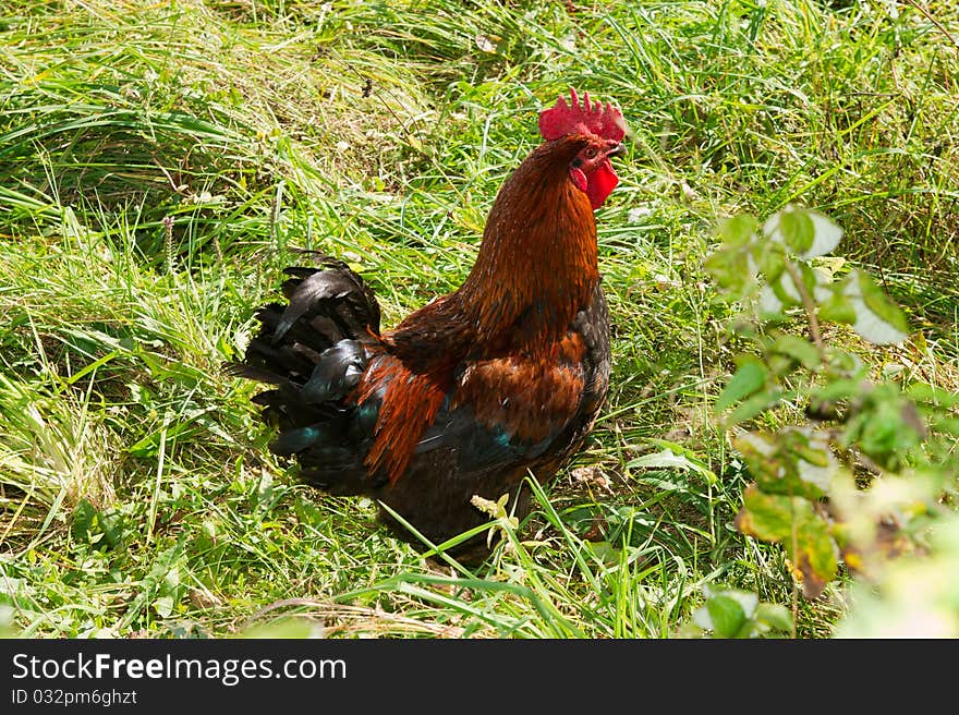 Proud red rooster in green grass field.