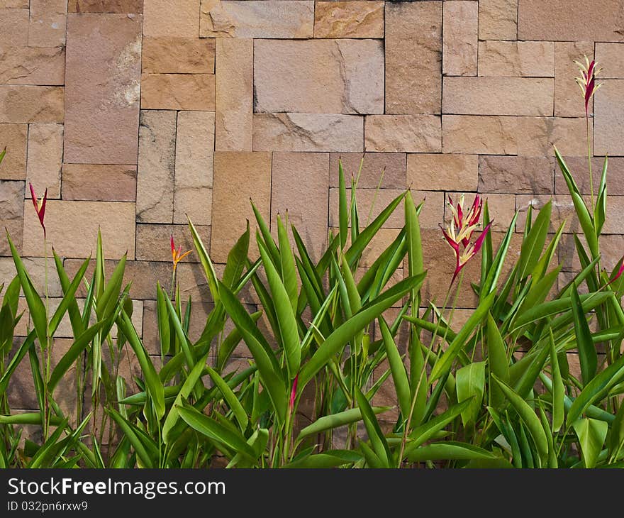 Fresh Green Leaf That Against Brown Wall