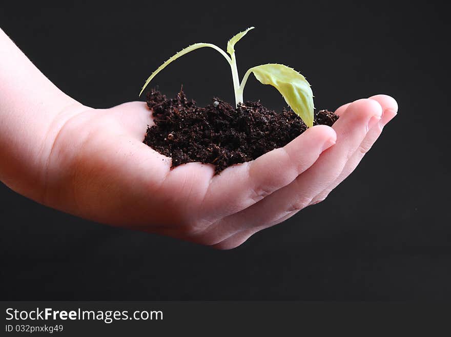 Human hand hold a young plant. Human hand hold a young plant