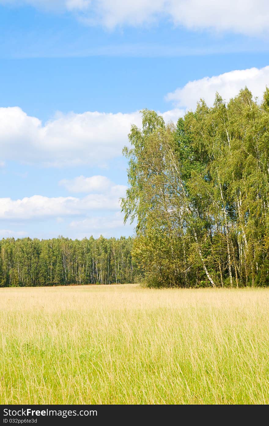 Yellow grass field near forest edge. Day. Landscape. Hi resolution.