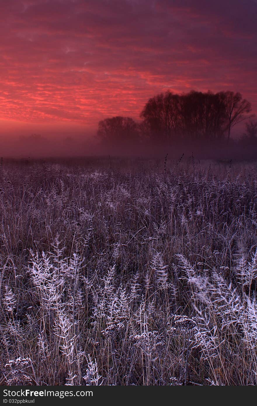 Hoar frost covered grass at dawn in the woods. Hoar frost covered grass at dawn in the woods