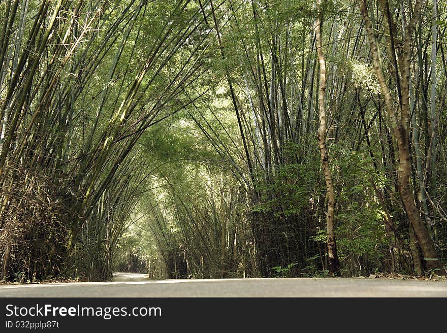 Path in lush bamboo forest. Path in lush bamboo forest