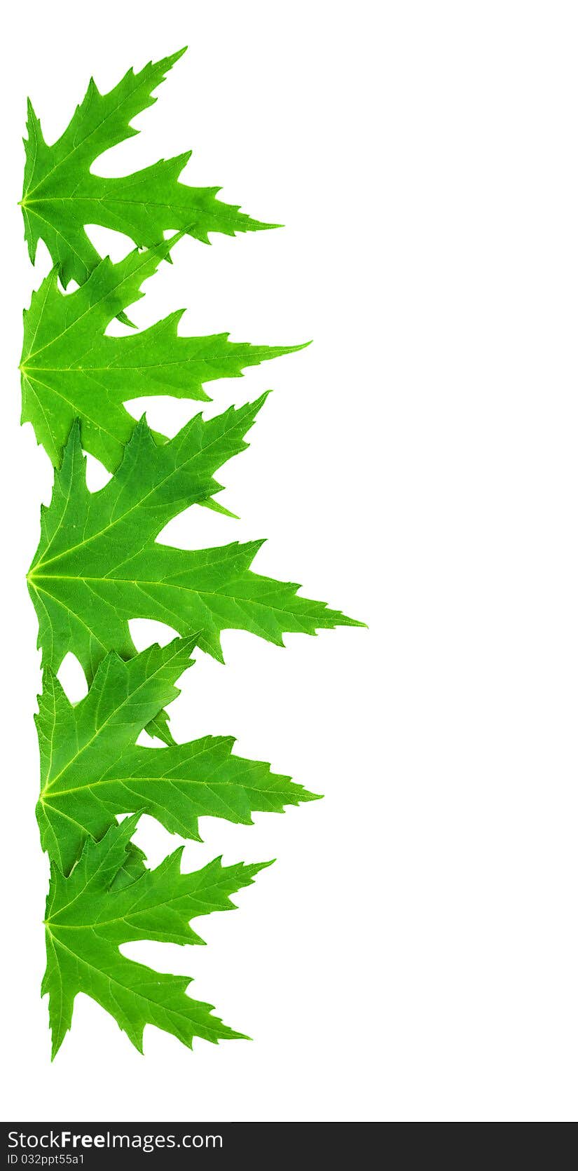 Frame from isolated green leaves of mappletree