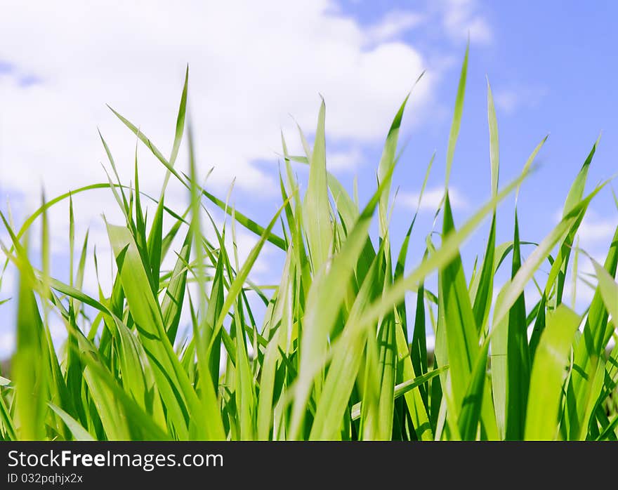 Green grass field under midday sun in blue sky. Very beautiful close-up grass scene. Clipping Path