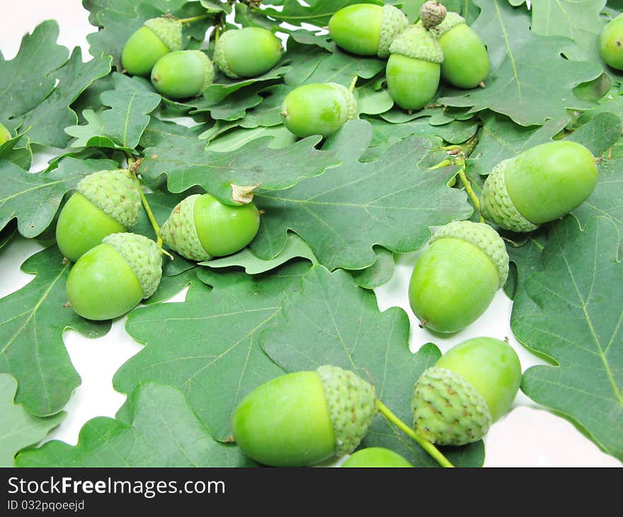 Branch of oak tree leaves and nuts isolated on white background