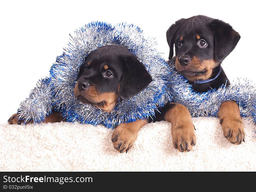 Purebred Rottweiler puppy, 2 months