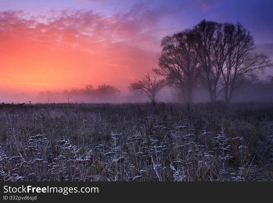 Hoar frost covered grass at dawn in the woods. Hoar frost covered grass at dawn in the woods