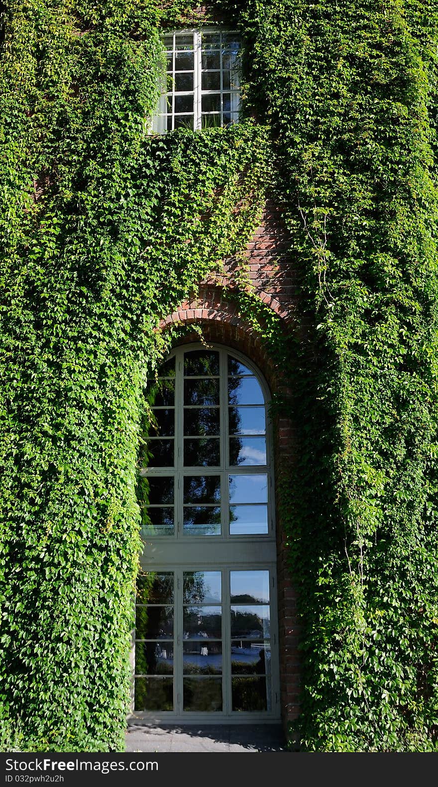 Green ivy wall paper on an old wall