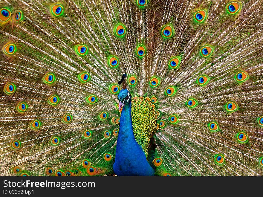 Peacock beautifully opened him tail