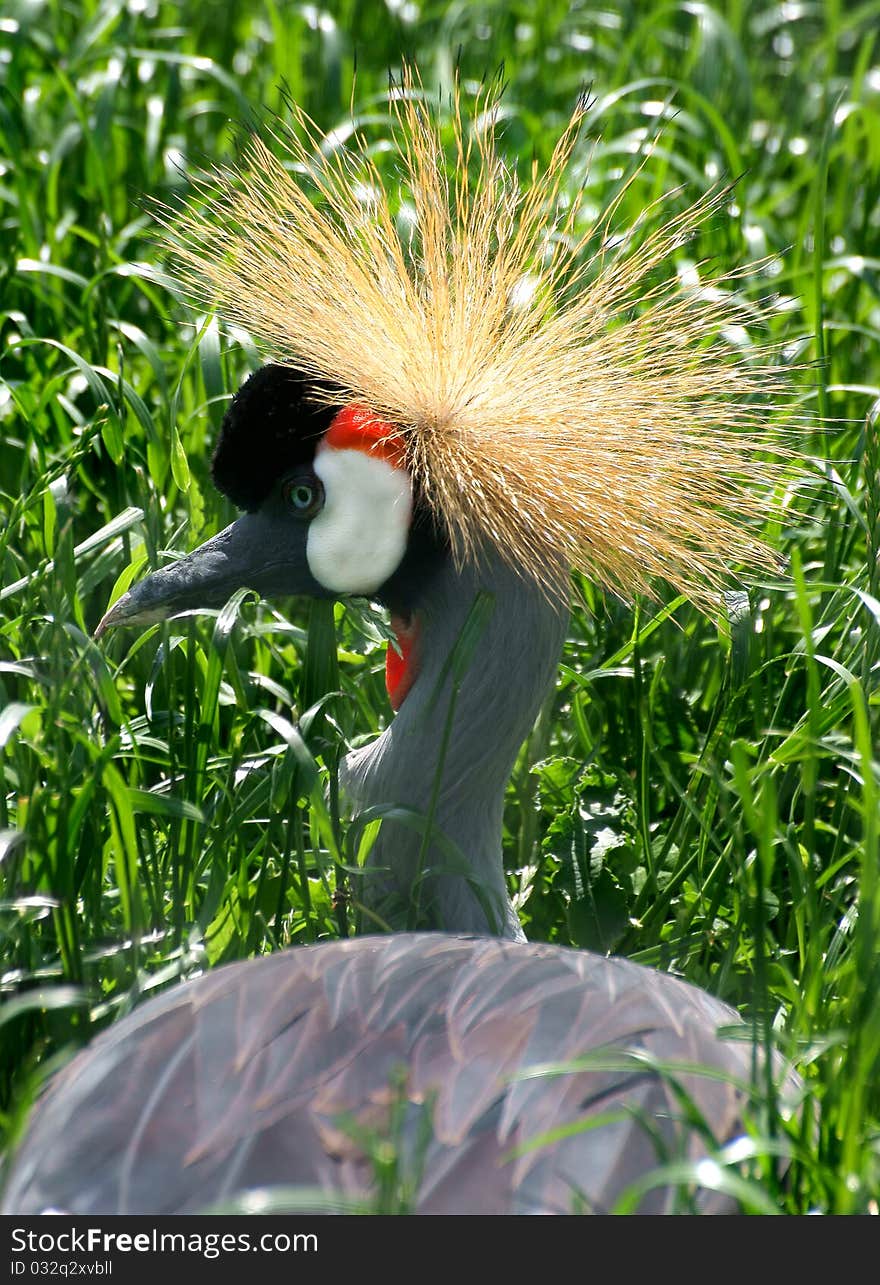 Wild bird - African Grey Crowned Crane