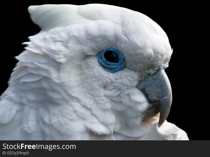 Portrait of a white parrot on a black background