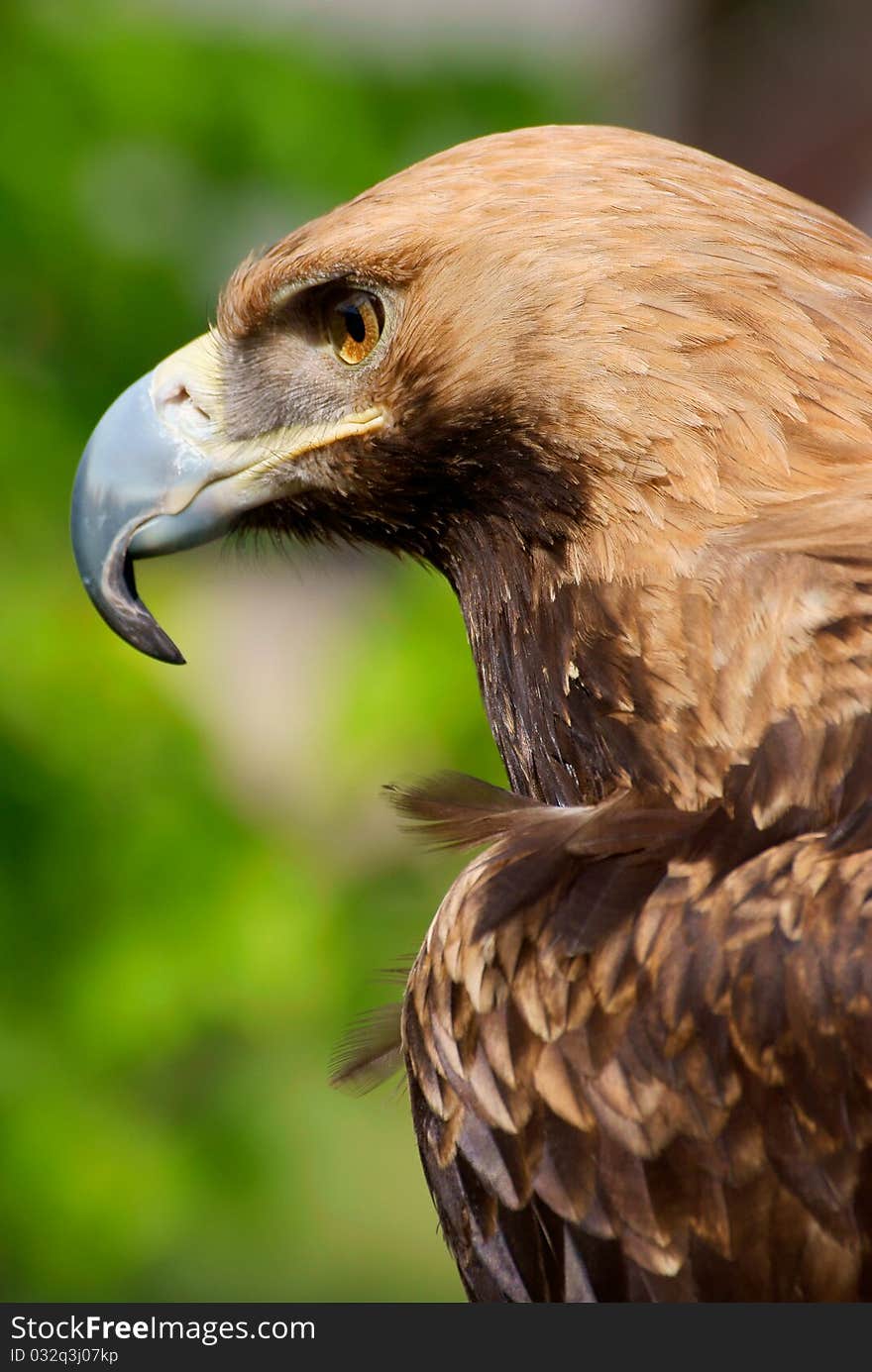 The beautiful eagle looks out for a victim. The beautiful eagle looks out for a victim