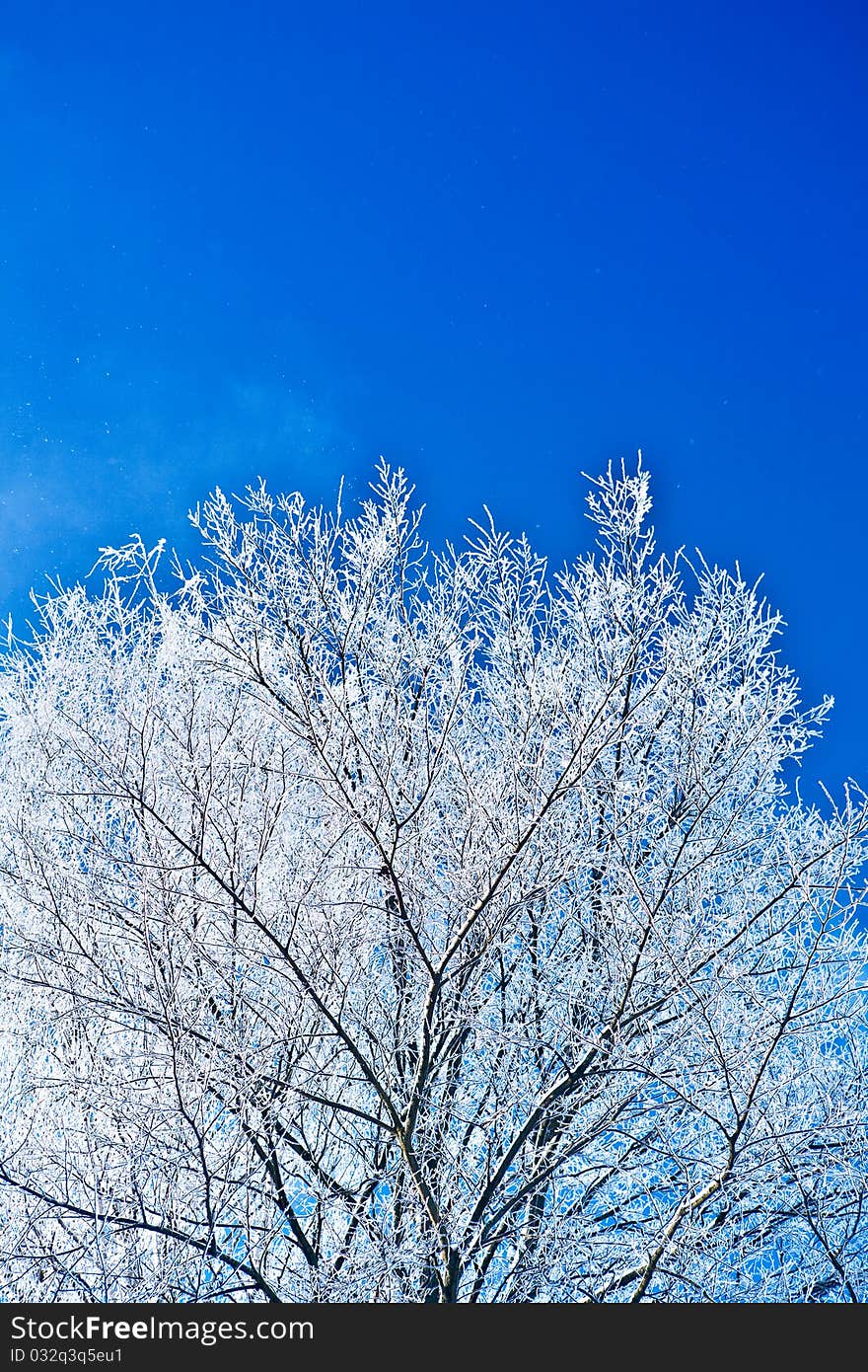 Snowing crone of the tree on a background of the sky at winter. Snowing crone of the tree on a background of the sky at winter