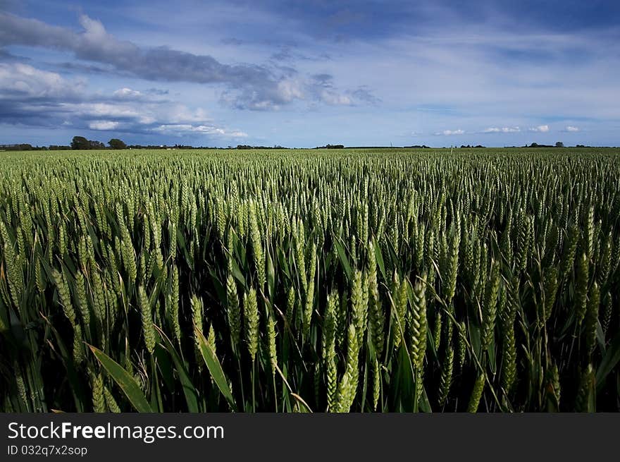 Sunny view of a field full of wheat. Sunny view of a field full of wheat