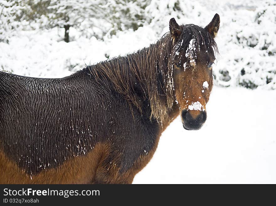 Brown Horse Walking In A Snow Covered Field.