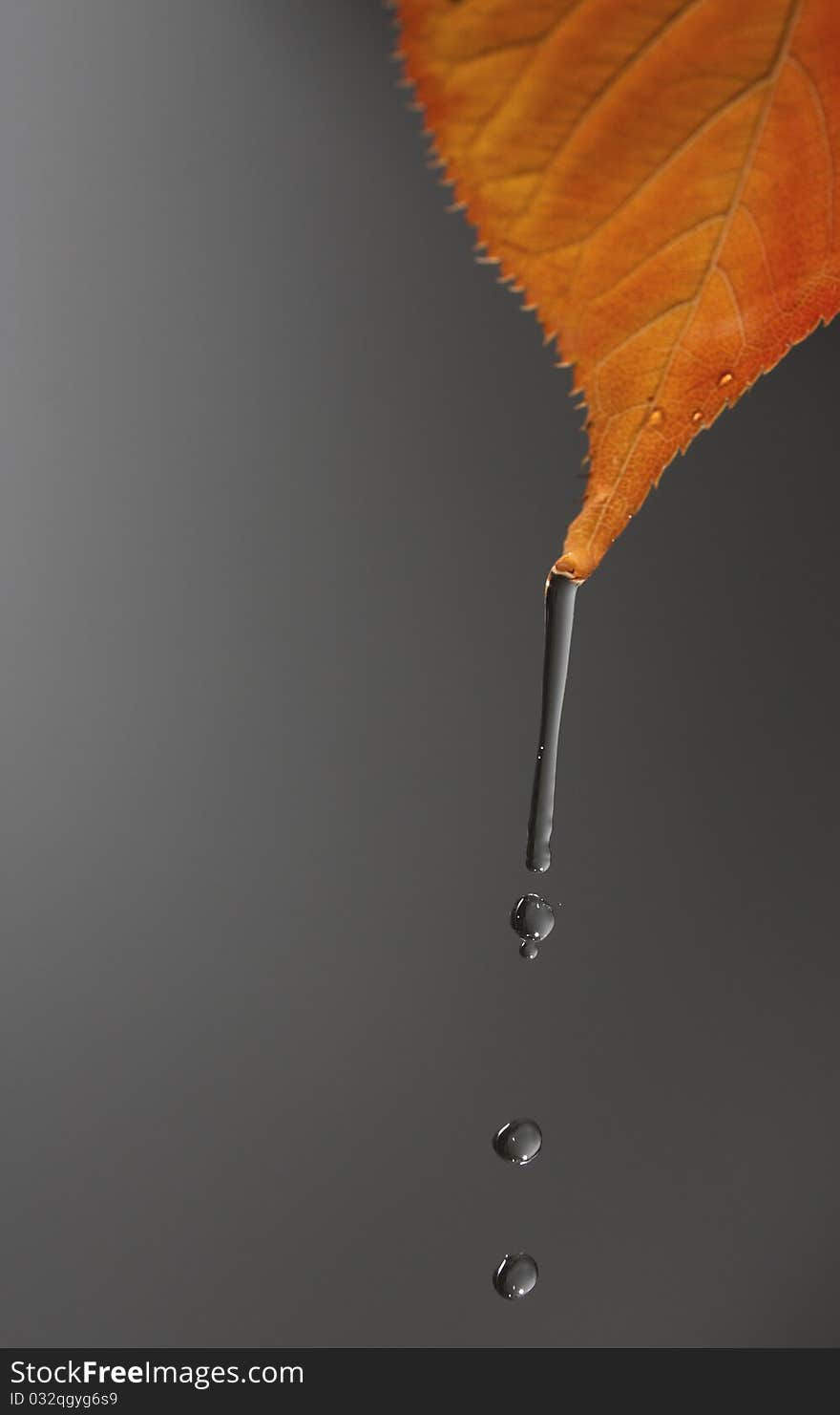 Photography of study of a water drop falling down from an autumnal leaf. Photography of study of a water drop falling down from an autumnal leaf