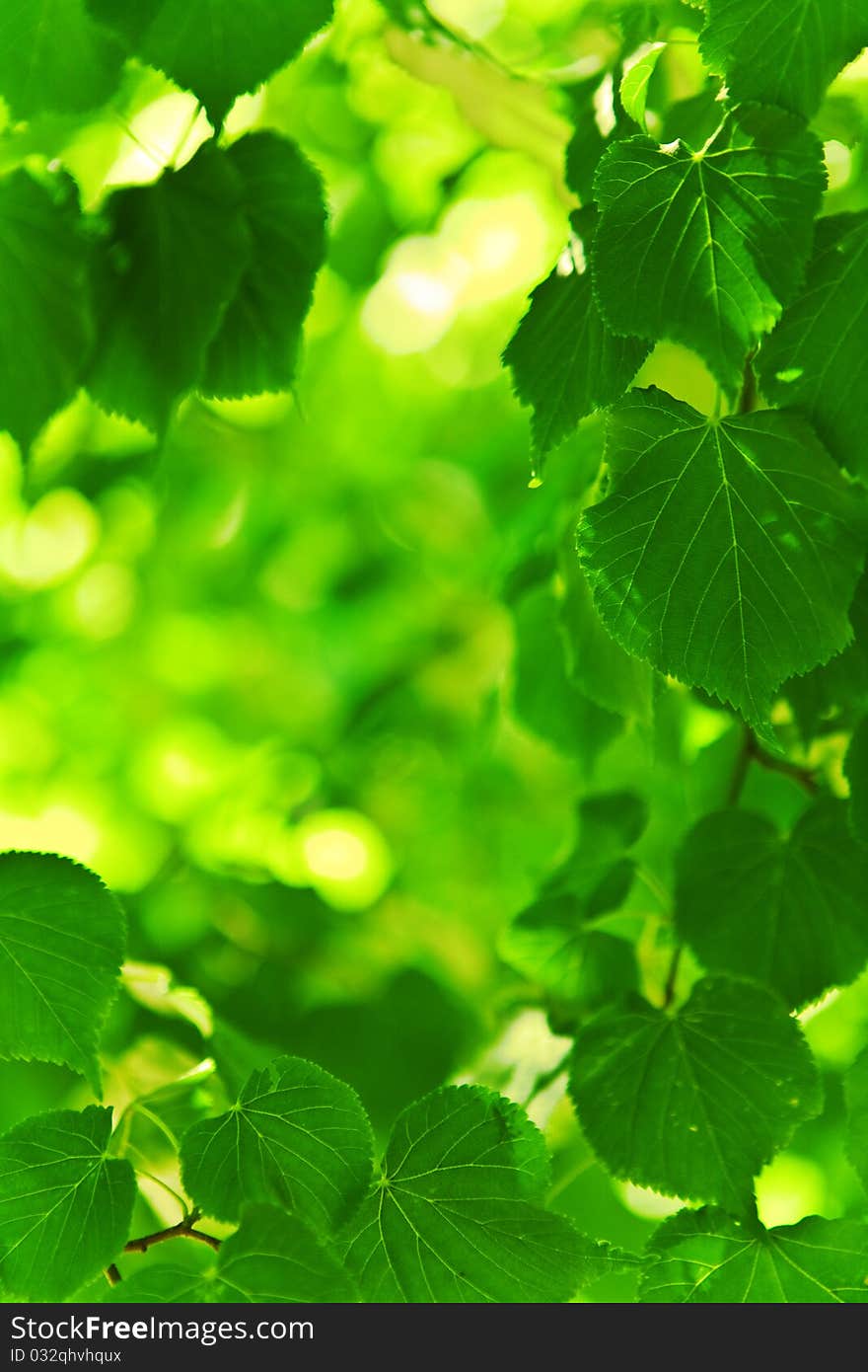 Background of green leaves on a blurry background. Background of green leaves on a blurry background