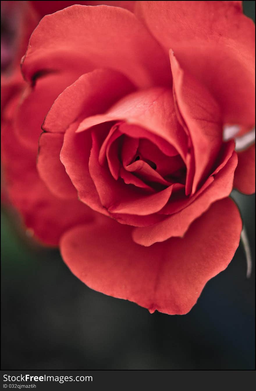 Beautiful red rose on dark background