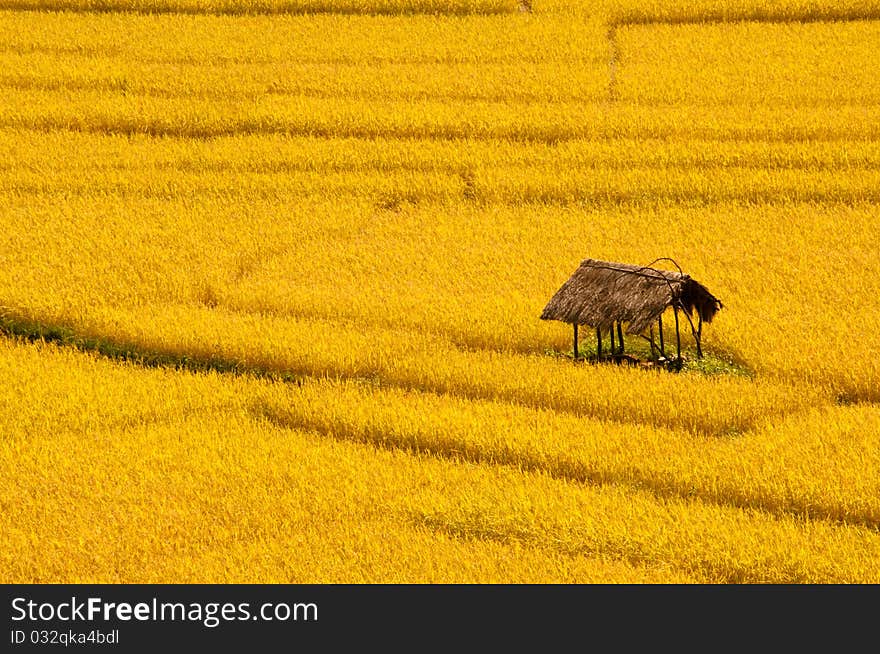 Hut in the Yellow field