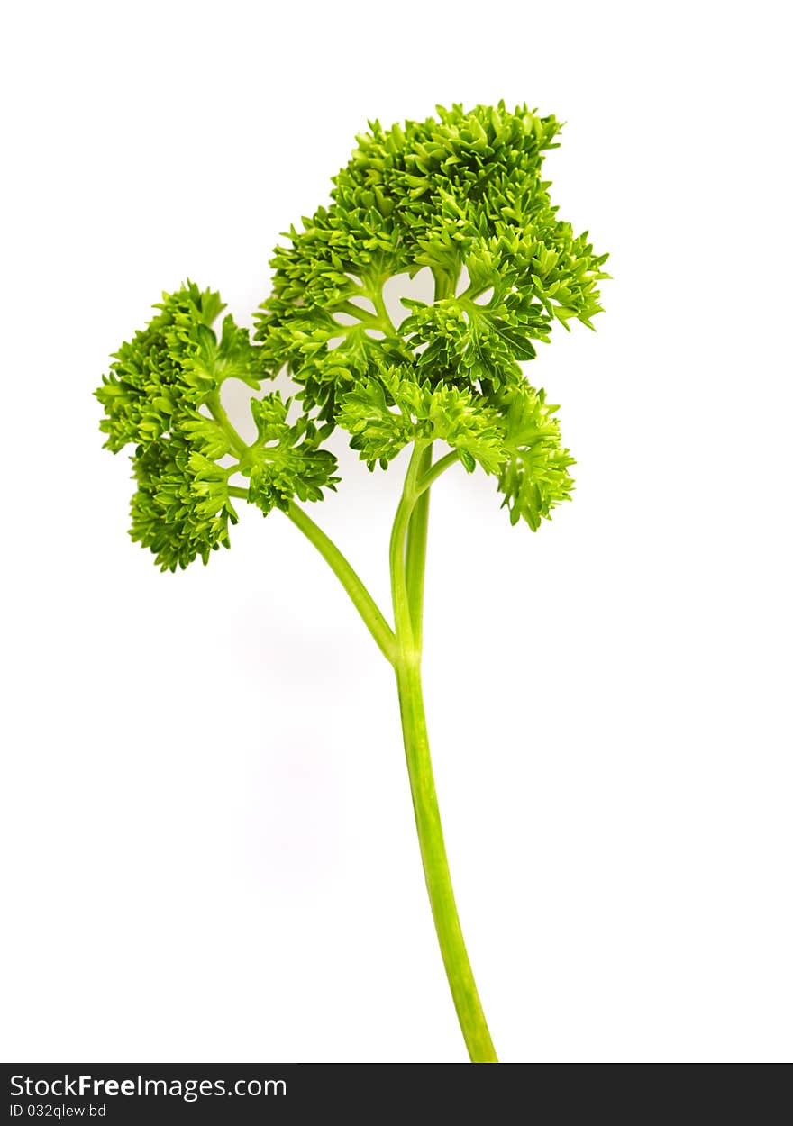 Branch of parsley isolated on white background