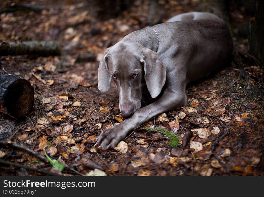 Dog in the woods hunting rests. Dog in the woods hunting rests