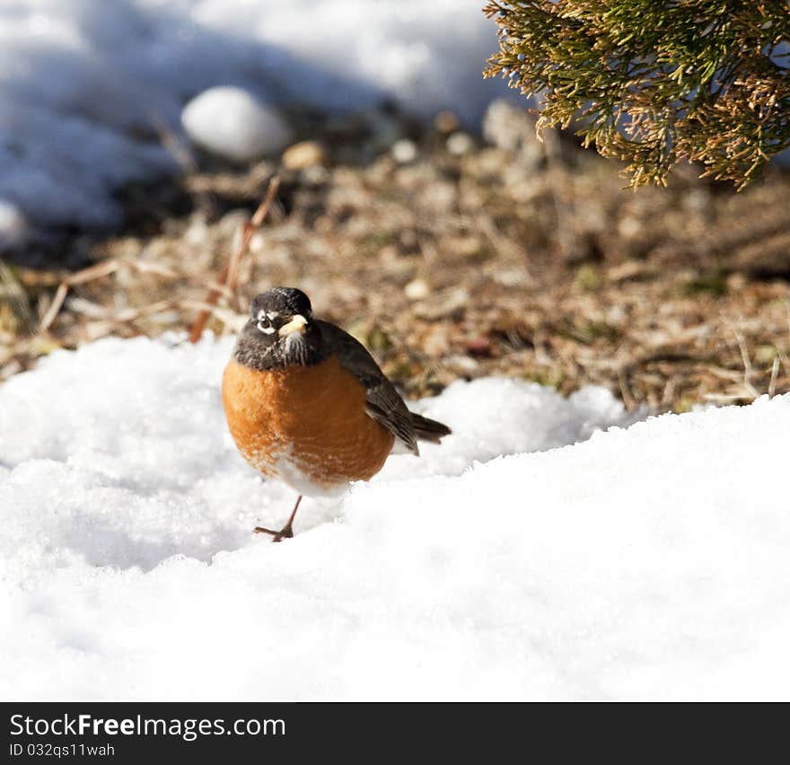 American Robin in a Drift of Snow